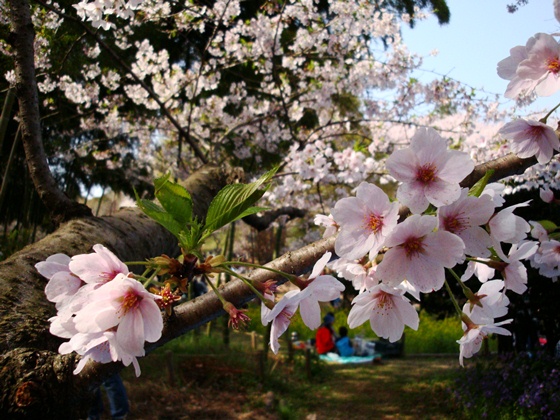 20110410 007.jpg 20110410 007.jpg