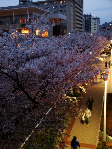 20110410 014.jpg 20110410 014.jpg