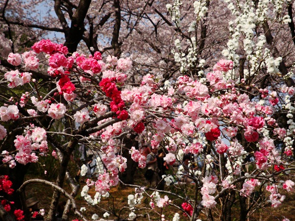 20110410 011.jpg 20110410 011.jpg