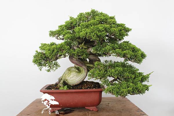 系魚川真柏整理前後差異 高37CM寬40CM