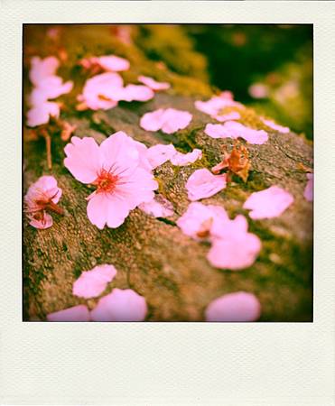 P1180815-pola