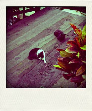 P1190341-pola P1190341-pola