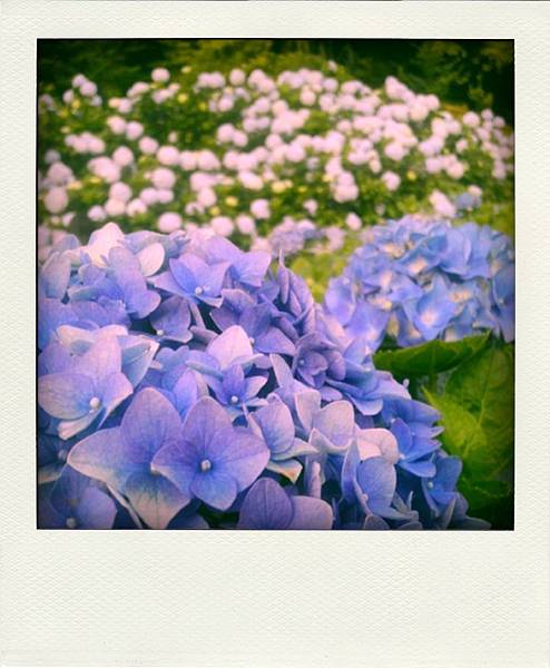 77304148ca9d11e2a45222000a9e06f4_7-pola