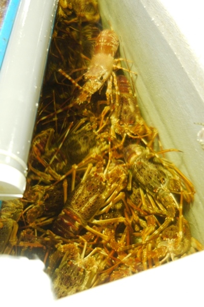 上引水產