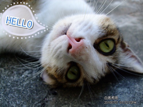 白hi990707.JPG 白hi990707.JPG