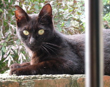 catnews-2.JPG