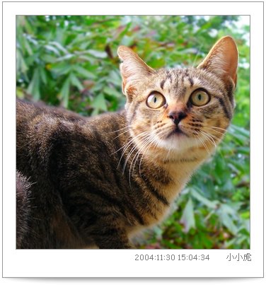 catnews-3.JPG