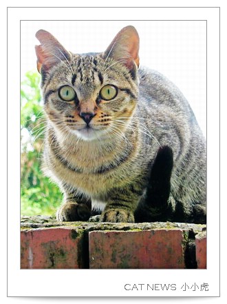 catnews-4.JPG