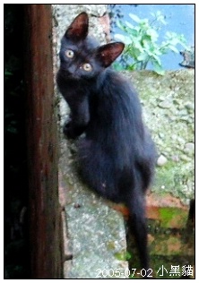 0702heykitten.jpg