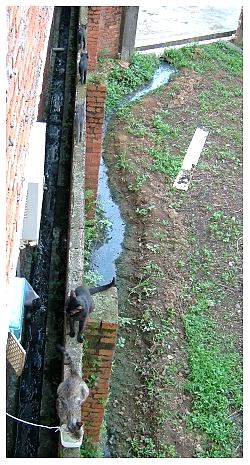 0702-alotcats3.jpg