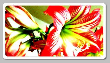 睡花.jpg 睡花.jpg