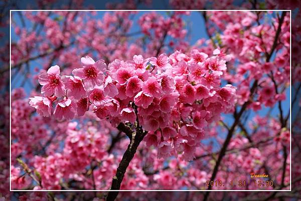 20140131平菁街42巷賞櫻 (5).jpg