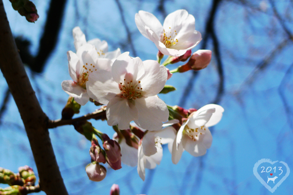 20130319-千鳥ヶ淵緑道-16 20130319-千鳥ヶ淵緑道-16