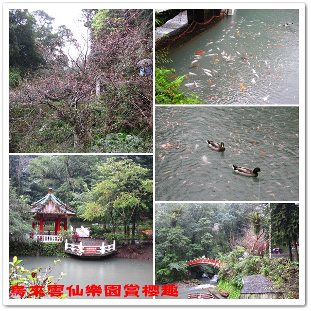 烏來雲仙樂園賞櫻趣 12 烏來雲仙樂園賞櫻趣 12