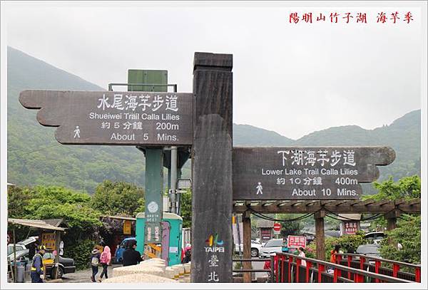 陽明山竹子湖海芋季 01 陽明山竹子湖海芋季 01
