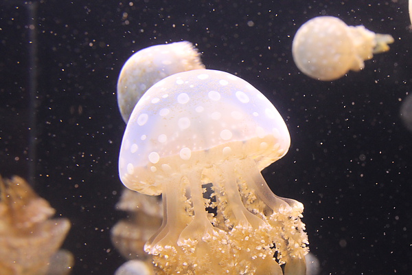 IMG_1012.JPG IMG_1012.JPG