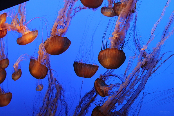 IMG_0979.JPG IMG_0979.JPG