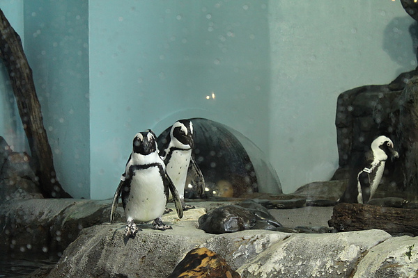 IMG_1000.JPG IMG_1000.JPG