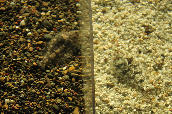 IMG_0927 - Copy.JPG IMG_0927 - Copy.JPG