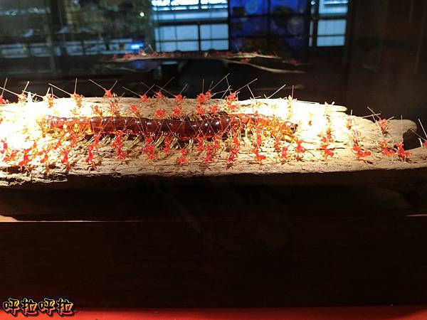 PhotoCap_CIMG1833 PhotoCap_CIMG1833