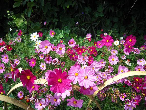 IMG_4485.jpg IMG_4485.jpg