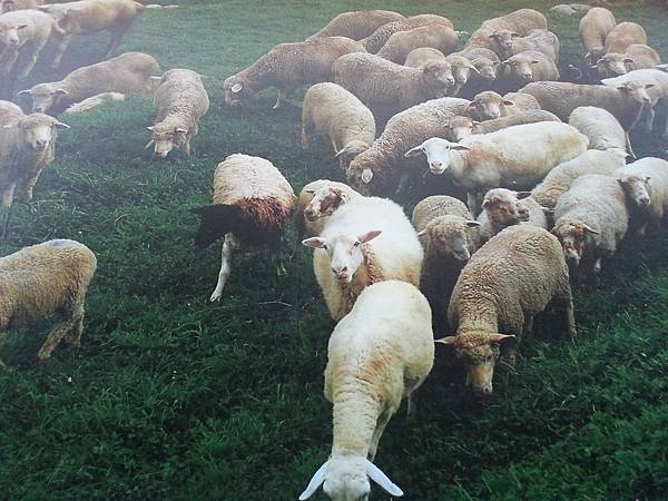 新影像8.JPG 新影像8.JPG