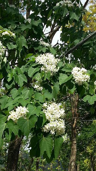 20150417_092525.JPG 20150417_092525.JPG