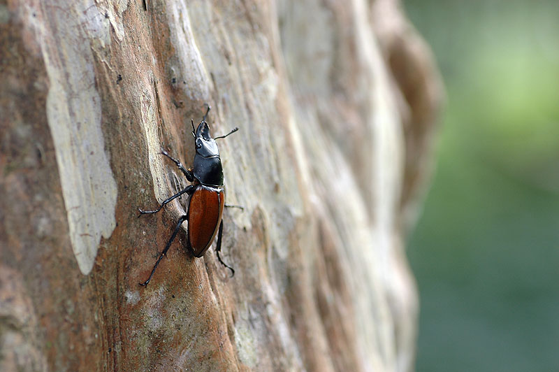 紅圓翅鍬形蟲 紅圓翅鍬形蟲