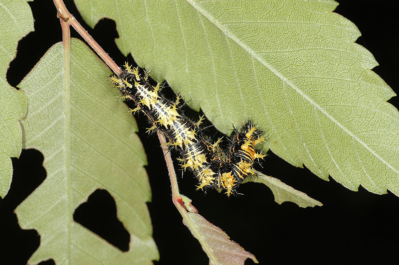 白鐮紋蛺蝶幼蟲