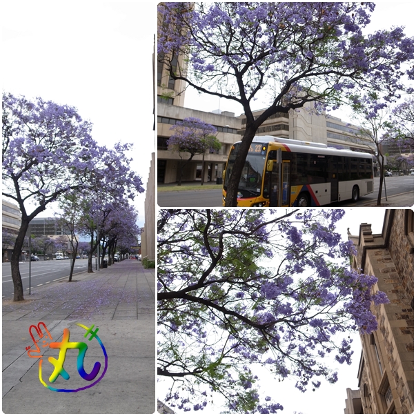 澳洲。阿德雷德║ Jacaranda春天的紫花