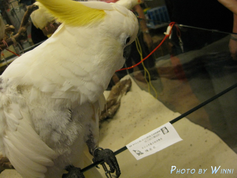 嘿嘿! 我就是主辦人~陳米米是也!!