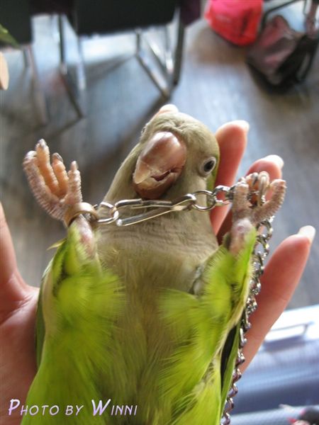 討厭上腳鍊的魔家福氣(綠和尚)