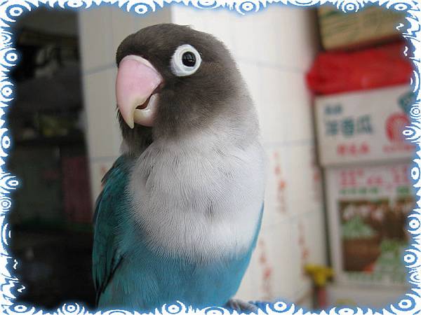 眼眶好像變大了