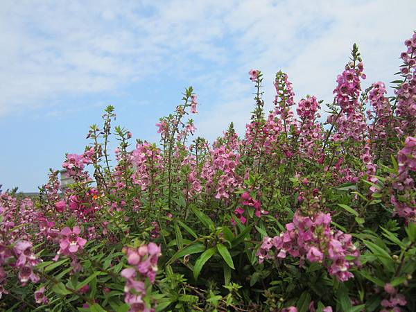 所有的安排，都是最好的安排🌄すべてのことが繋がっている