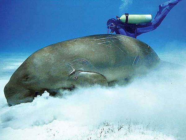 dugong1-big