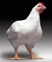 images4 images4