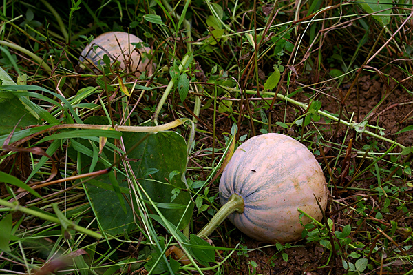 IMGP6076 IMGP6076