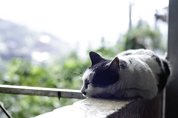 侯硐 貓村 侯硐 貓村