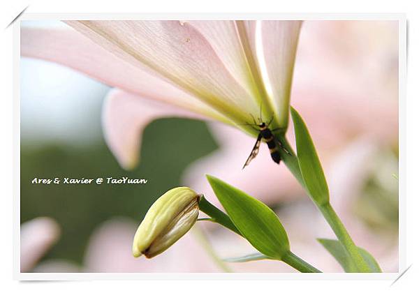 IMG_6778-1 IMG_6778-1