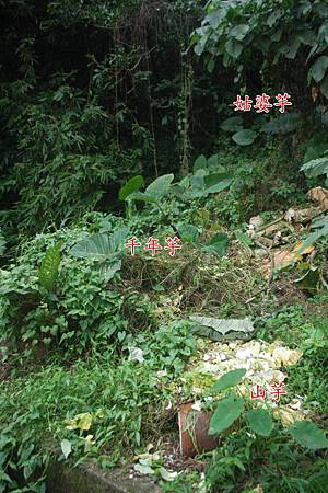 野外常見芋頭 野外常見芋頭