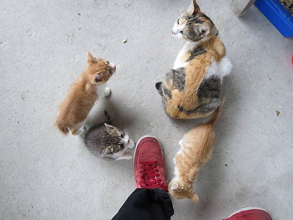 猴硐貓村, 小貓咪 猴硐貓村, 小貓咪