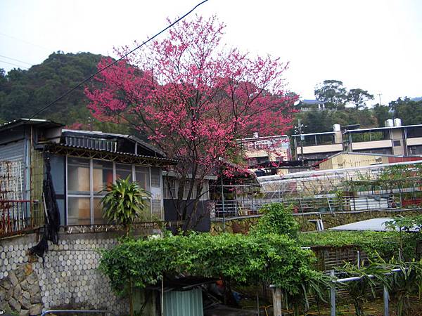 內湖採草莓 04-遠遠看到的櫻花樹 內湖採草莓 04-遠遠看到的櫻花樹
