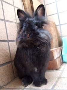 小黑獅.jpg 小黑獅.jpg