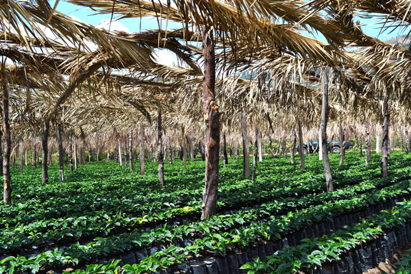 El-Huachipilin-3_600x