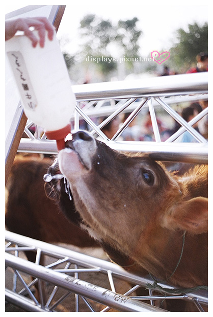 喝奶喝到流口水的小牛 喝奶喝到流口水的小牛