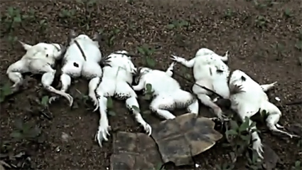 放生送死 放生送死