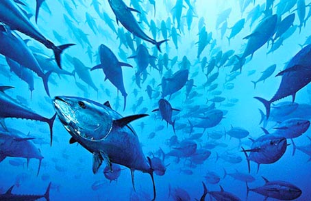 日本福島核事故後遺症:美國藍鰭吞拿驗出輻射 日本福島核事故後遺症:美國藍鰭吞拿驗出輻射