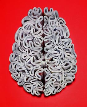 個人脾氣與腦部結構有關1 個人脾氣與腦部結構有關1