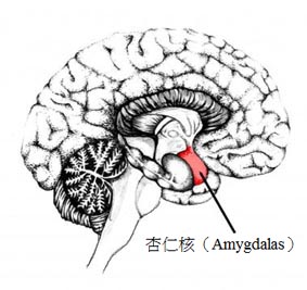 個人脾氣與腦部結構有關2