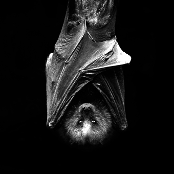 bat0 bat0